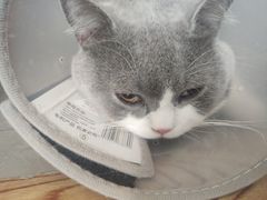 -关爱动物医院·心脏·中兽医·异宠(金牛路分院)