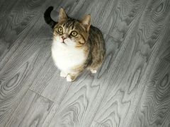 -喵屿·大理花园猫咖