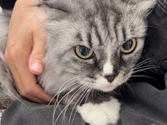 -瑞派福兴宠物医院犬猫全科·骨科·中西医结合(河东店)