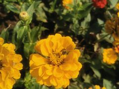 -西京湾花海