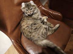 -猫小院猫主题餐厅(三里屯店)