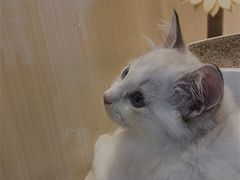 -momokira米努特·德文卷毛猫·棉花面纱犬