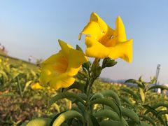 -光明小镇欢乐田园