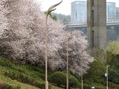 -花溪公园