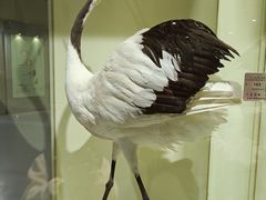 -盐城丹顶鹤湿地生态旅游区