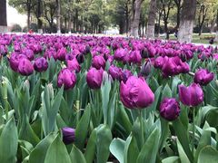 -上海鲜花港