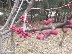 -盛世牡丹苑生态文化旅游区