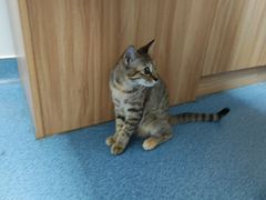 -创凡宠物医院·骨专科  猫科中心(西乡分院)