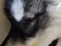 -美联众合动物医院·伴可分院·内科中心医院