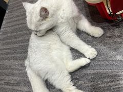 -半岛宠物医院24小时(西派城店)