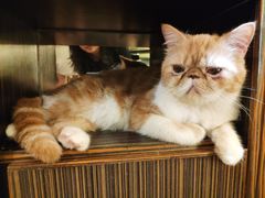 -more than meow吴止猫主题餐厅(承德 中船汇店)