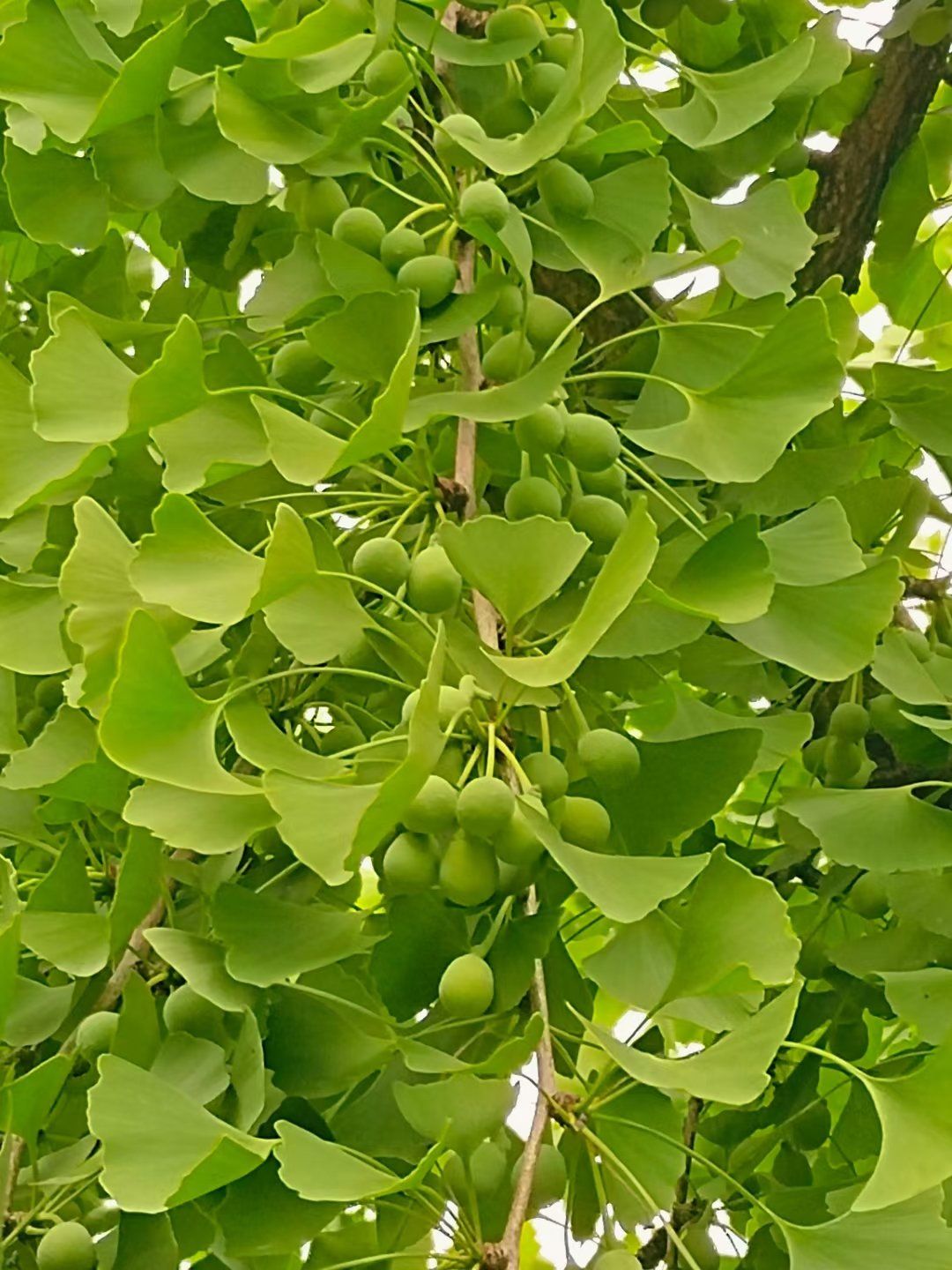 0元玩转这座城 家门口的果树,盛夏的果实这是不是就是我们青涩的