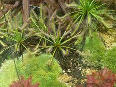 -北京植物园-展览温室