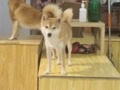 -柴源莊·柴小宠柴犬咖啡