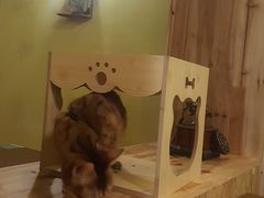 -猫色咖啡·猫咖