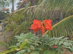 -三亚海棠湾万丽度假酒店