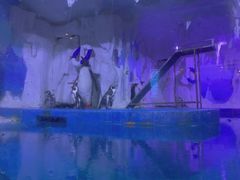 -多彩贵州城极地海洋世界