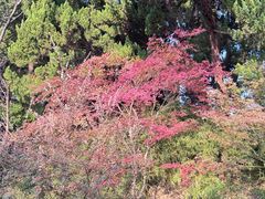 -嘉定紫藤园