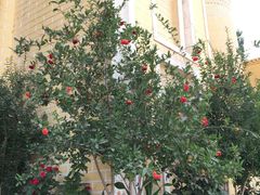 -艾提尕尔清真寺