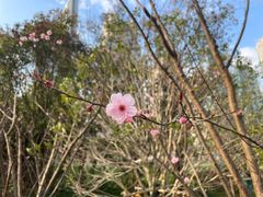 -陆家嘴中心绿地
