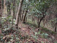 -游子山休闲旅游区