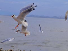-深圳湾公园(南山区)