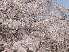 -桃花堤公园