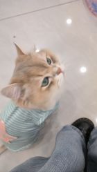 -柚子•猫美睫美甲