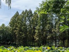 -金银湖国家城市湿地公园