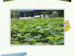 -松山湖梦幻百花洲