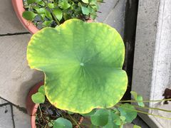 -湘子庙