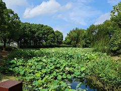 -荷塘月色湿地公园·向阳花洲