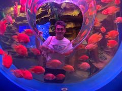 -芜湖新华联大白鲸海洋公园