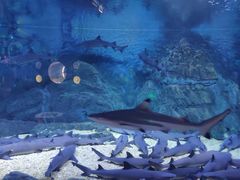 -烟台海昌鲸鲨海洋公园