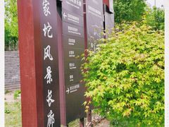 -苏家坨柳林村二月兰花海