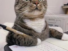 -翊宠yipet猫狗购宠庄园