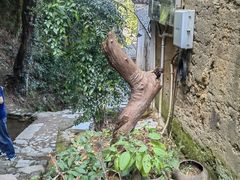 -杨家堂村