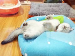 -龟与熊猫宠物公园(南坪店)