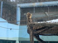 -大连森林动物园