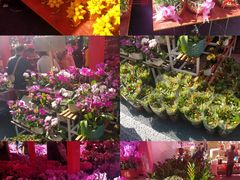 -越秀西湖花市(广州城市广场花卉店)