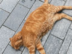 -思南公馆