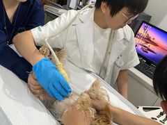 -瑞派天使宠物医院·神经外科·骨科·核磁CT(洛川中路店)