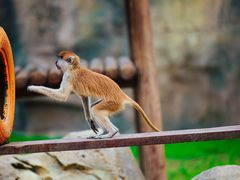 -杭州野生动物世界