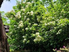 -惠山古镇·寄畅园