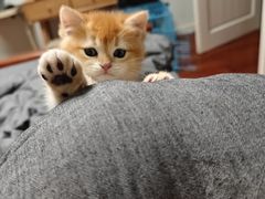 -派特宠物医院(圆融广场店)