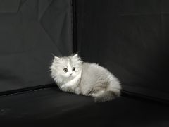-lincat·猫舍(广州店)