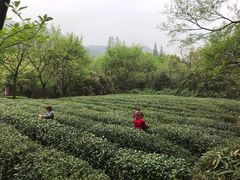 -法云安缦酒店