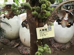 -呀路古热带植物园