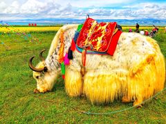-青海湖国家重点风景名胜区