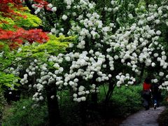 -上海共青森林公园